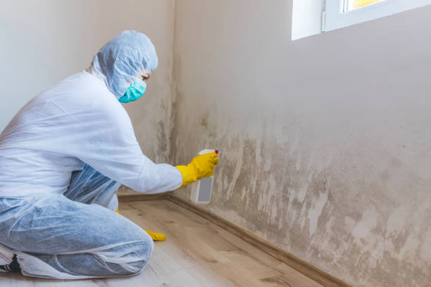 Licensed Mold Remediation service in Keyport, NJ - WQB Mold Removal